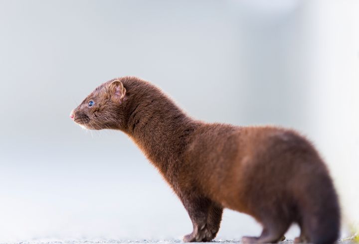 A Utah wild mink (not pictured) has tested positive for the coronavirus.