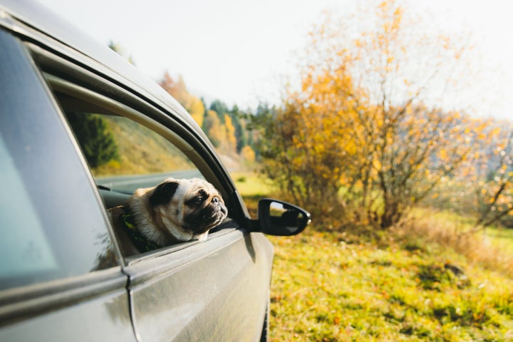 Police said a "pug-like" dog was found in the vehicle.