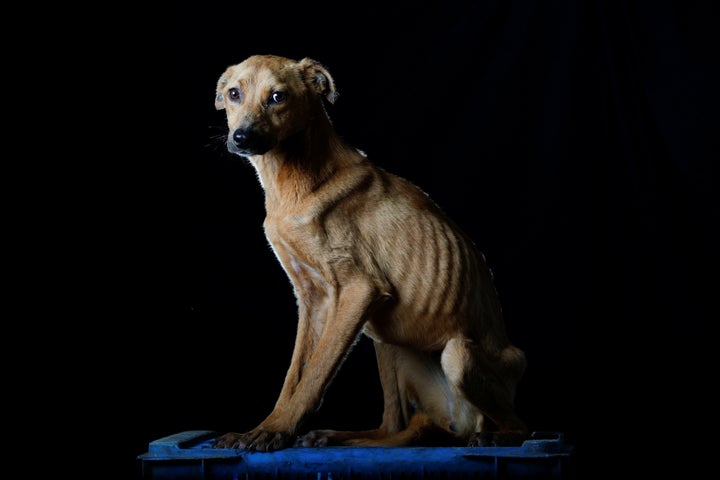 Imagen de archivo de un perro desnutrido. 
