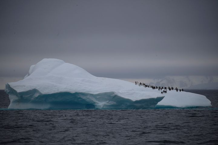 Πιγκουΐνοι πάνω σε παγόβουνο που πλέει κοντά στο Κανάλι Λεμέρ της Ανταρκτικής.