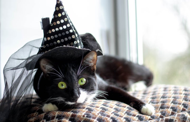  Black cat with witch hat for halloween. isolated on white background.