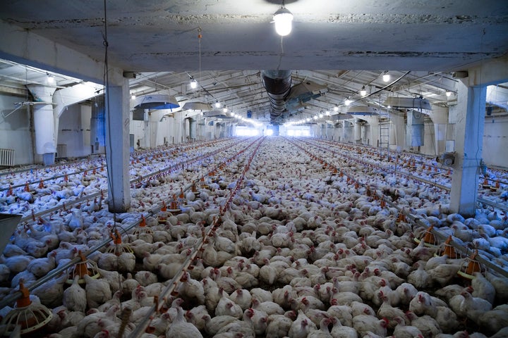 In factory farms, which provide more than 90% of meat eaten in the U.S., animals are packed tightly together.