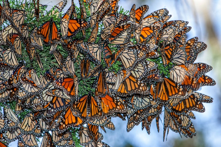 Monarch butterflies resting on a tree branch near their winter nesting area in Santa Cruz, California.