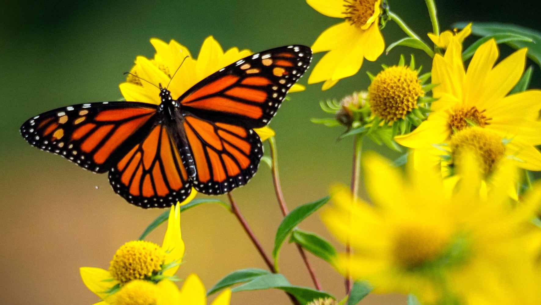 Scientists Need Your Help Spotting Monarch Butterflies