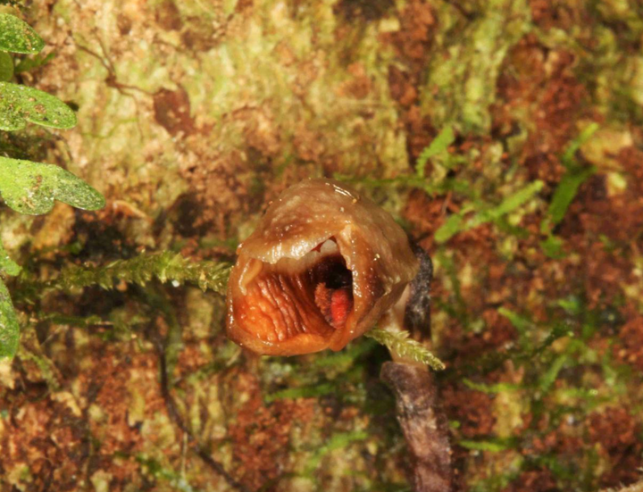 Gastrodia agnicellus, one of 156 plants and fungal species named by Kew scientists and their partners around the world in 2020, has been crowned “the ugliest orchid in the world.”