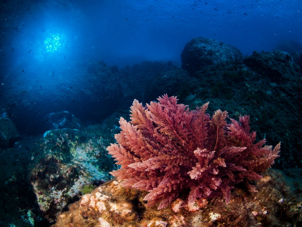 Seaweeds are being investigated for a number of climate-saving uses, from reducing methane emissions in livestock to replacin