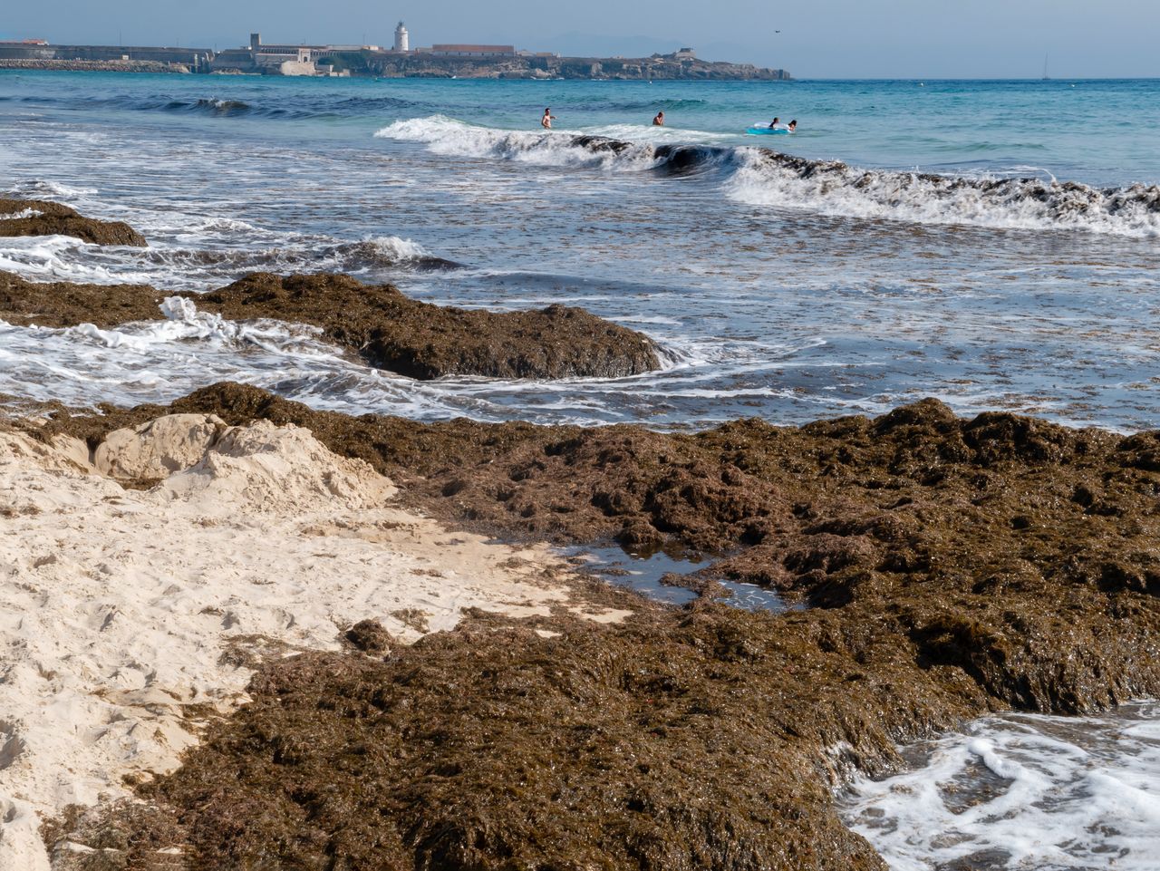 Invasive algae can overrun marine ecosystems. 