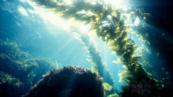 Could Seaweed Help Save Us From Climate