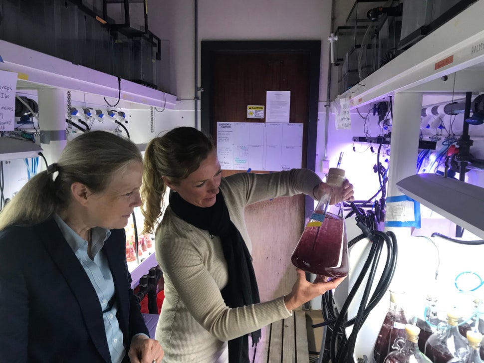 Joan Salwen (left) and Smith look at seaweed specimens.