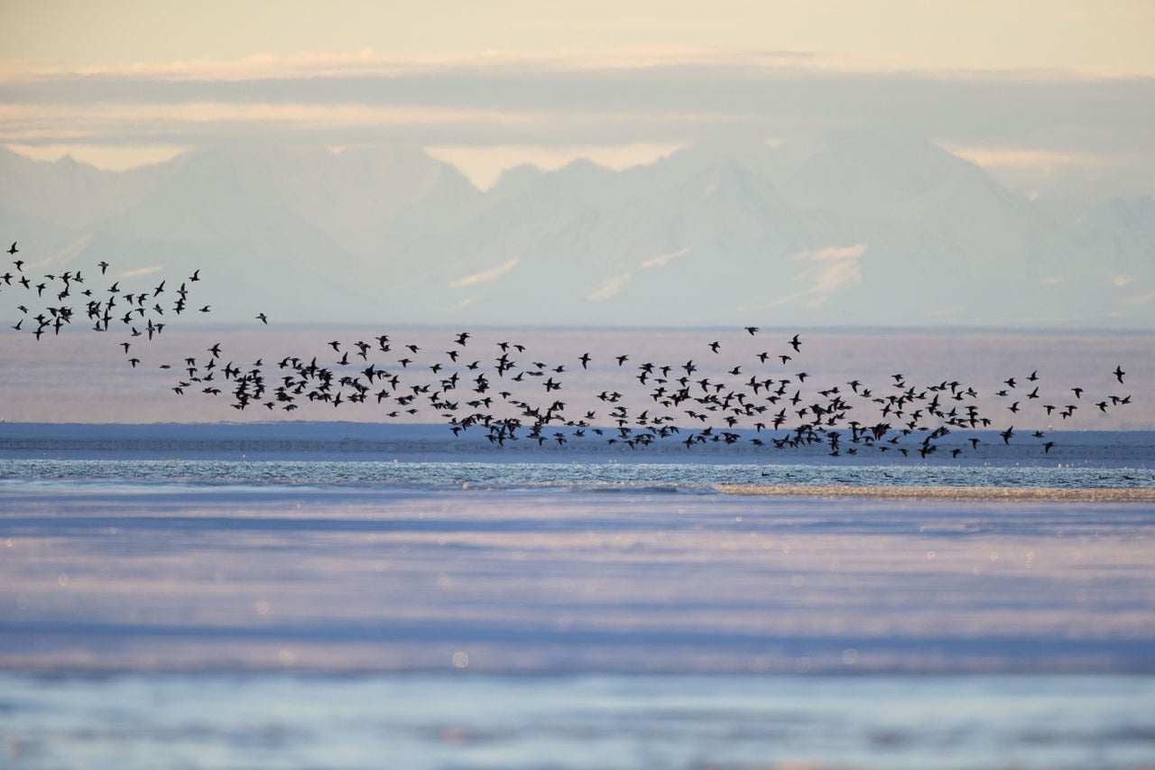 Long-tailed Duck near Kaktovik, Alaska, on the northern edge of the Arctic National Wildlife Refuge. 