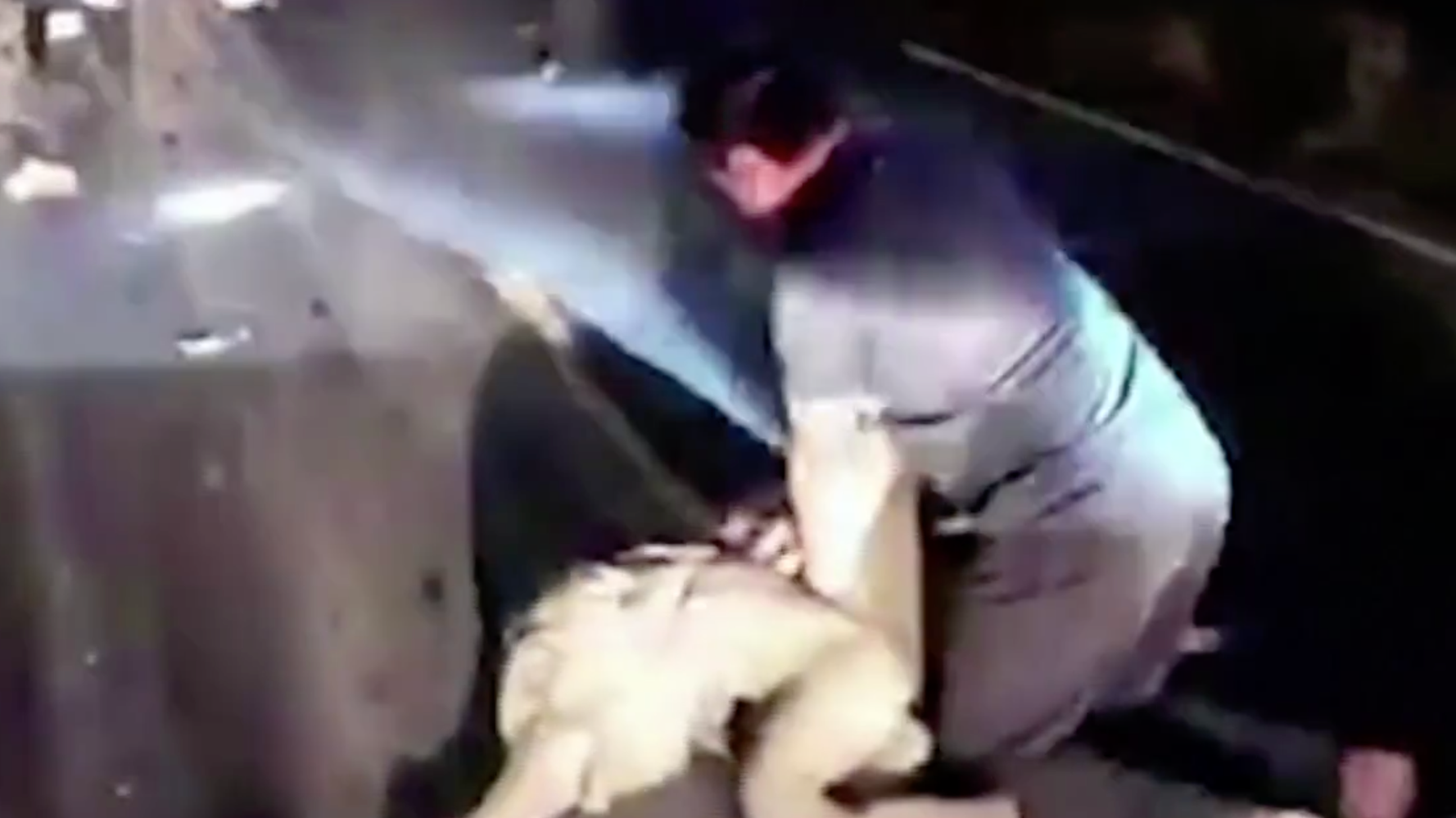 Thai Rescue Worker Uses CPR To Save Baby Elephant Hit By Motorcycle - Vimarsana News