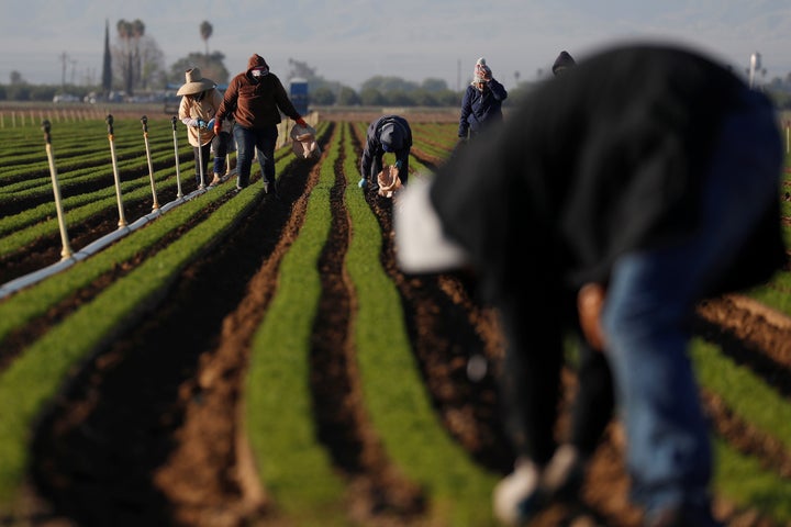 Agricultural workers in carrot fields at a farm near Arvin, California on April 3.