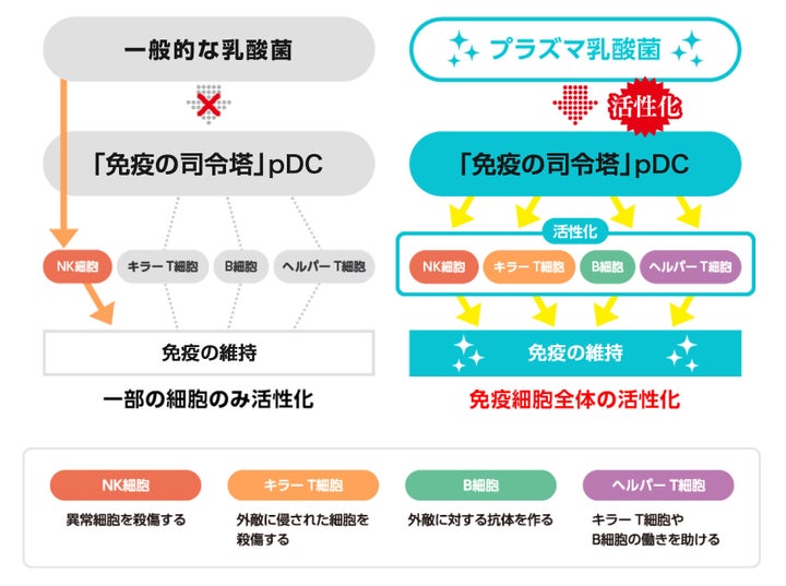 プラズマ乳酸菌が健康な人の免疫機能の維持をサポートするメカニズム