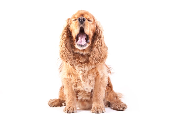Perforación Médico todos los días 14 razas de perros perfectas para casas con niños | El HuffPost Life Perforación Médico todos los días 14 razas de perros perfectas para casas con niños | El HuffPost Life