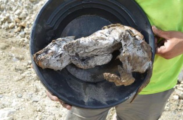 Une Momie De Louveteau Vieille De 57 000 Ans Decouverte Dans Le Permafrost Le Huffpost