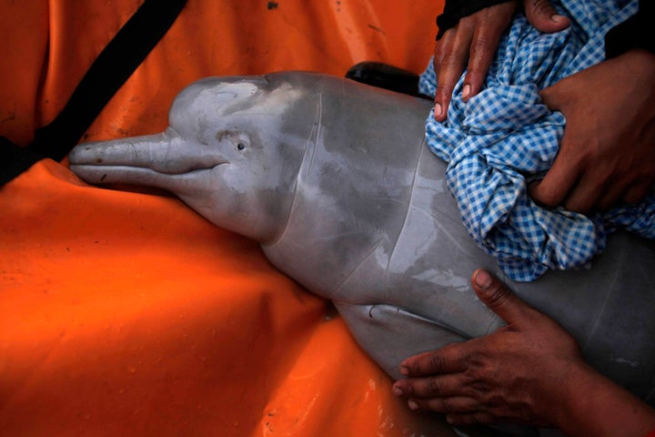 A rescued baby Amazon river dolphin is cared for by biologists on the Pailas River in Santa Cruz, Bolivia. These dolphins are at risk of extinction as their habitats have been damaged by erosion, pollution and woodcutting in the river basins. 