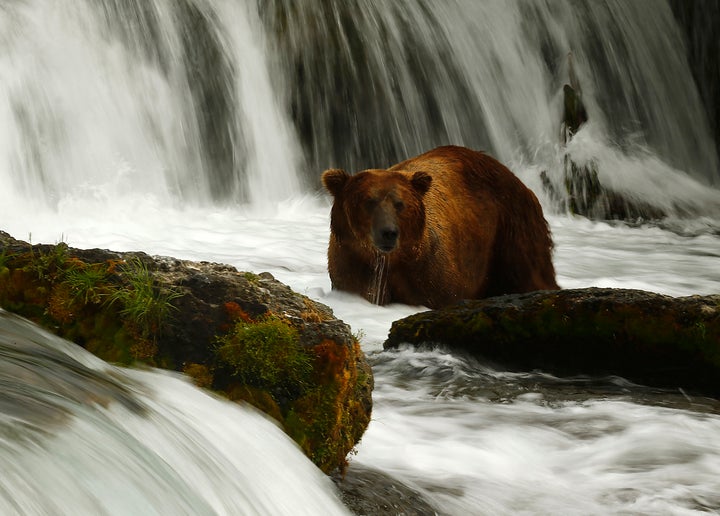 A brown bear fishes for sockeye salmon at Brooks Falls, about 100 miles from the Pebble Mine site, where developers wanted to