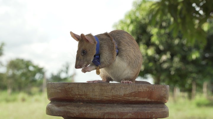 Magawa the hero rat