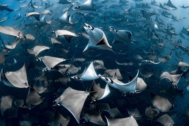 Nadia Aly’s picture of mobula rays was the overall winner (Nadia Aly/Ocean Photography Awards/PA)
