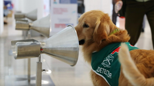 Dogs That Sniff Out COVID-19 Report For Duty At Chile's Santiago Airport 2 5fe4c25f24000093038ad65b