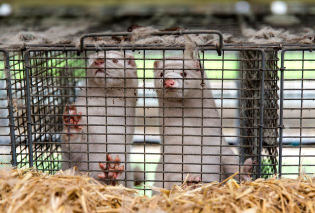 Minks at a Danish farm are seen in this November 7, 2020 image.