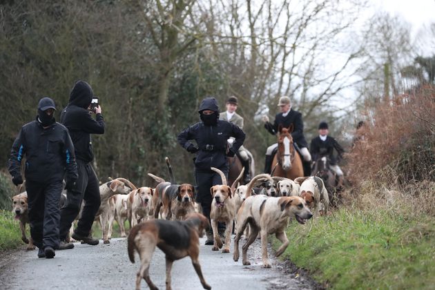 Hunt saboteurs walk with the dog pack from a Boxing Day Hunt near Husthwaite, North Yorkshire.