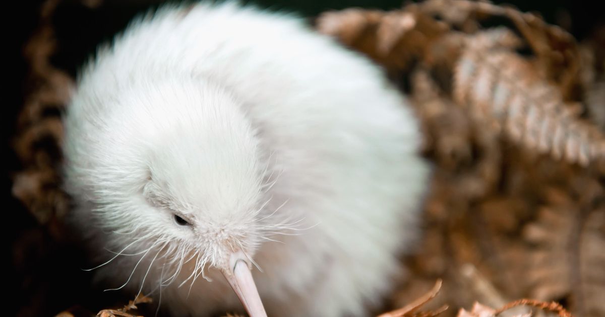 La Mort D Un Celebre Kiwi Blanc Provoque L Emotion En Nouvelle Zelande Le Huffpost