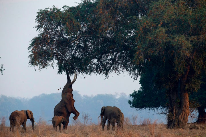 Elefantes en el parque nacional de Mana Pools (Zimbabue).