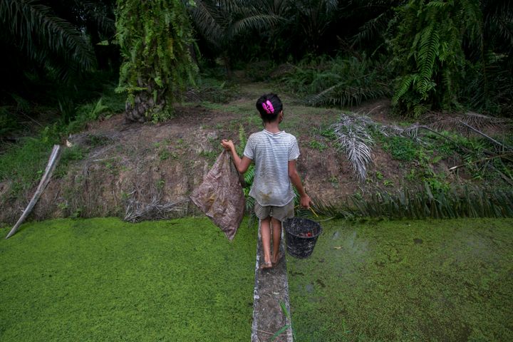 A child carries palm kernels collected from the ground across a creek at a palm oil plantation in Sumatra, Indonesia. Child labor has long been a dark stain on the $65 billion global palm oil industry.