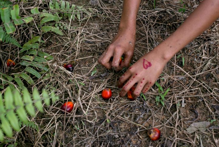 A child collects palm kernels from the ground at a palm oil plantation in Sumatra, Indonesia. Indonesia is the world's larges