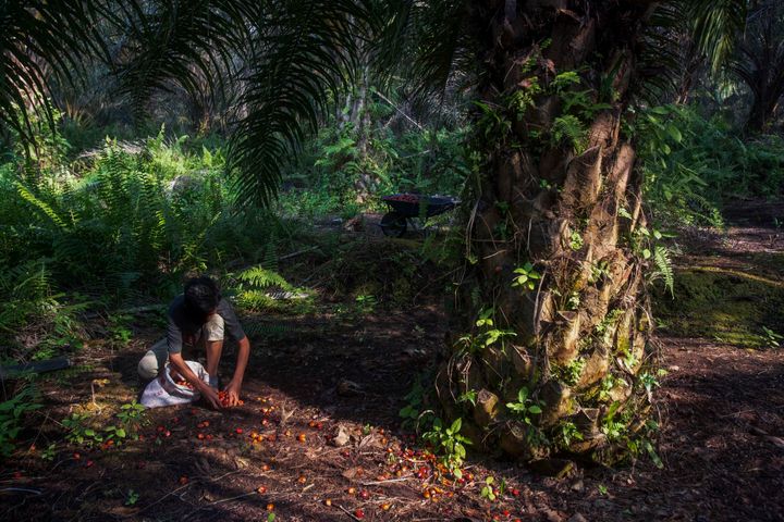A boy collects palm kernels from the ground at a palm oil plantation in Sumatra, Indonesia. The U.N.'s International Labor Or