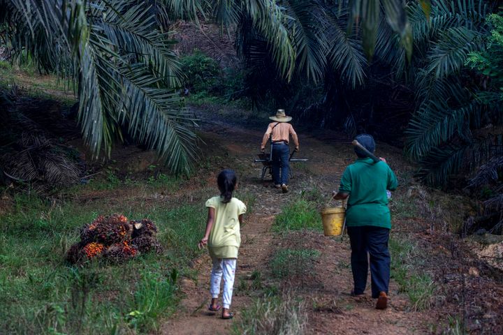 A little girl helps her parents work on a palm oil plantation in Sabah, Malaysia. Many children gather loose kernels and clea