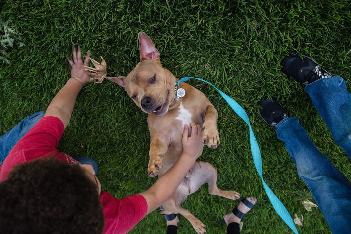 An adopted pitbull named Mase plays in the grass with Delonte Hillery in a park in Escondido, California, on April 21, 2020. Jalene Hillery, Delonte's parent, says Mase has become a comfort dog for the family during this difficult time across the world due to Covid-19.
