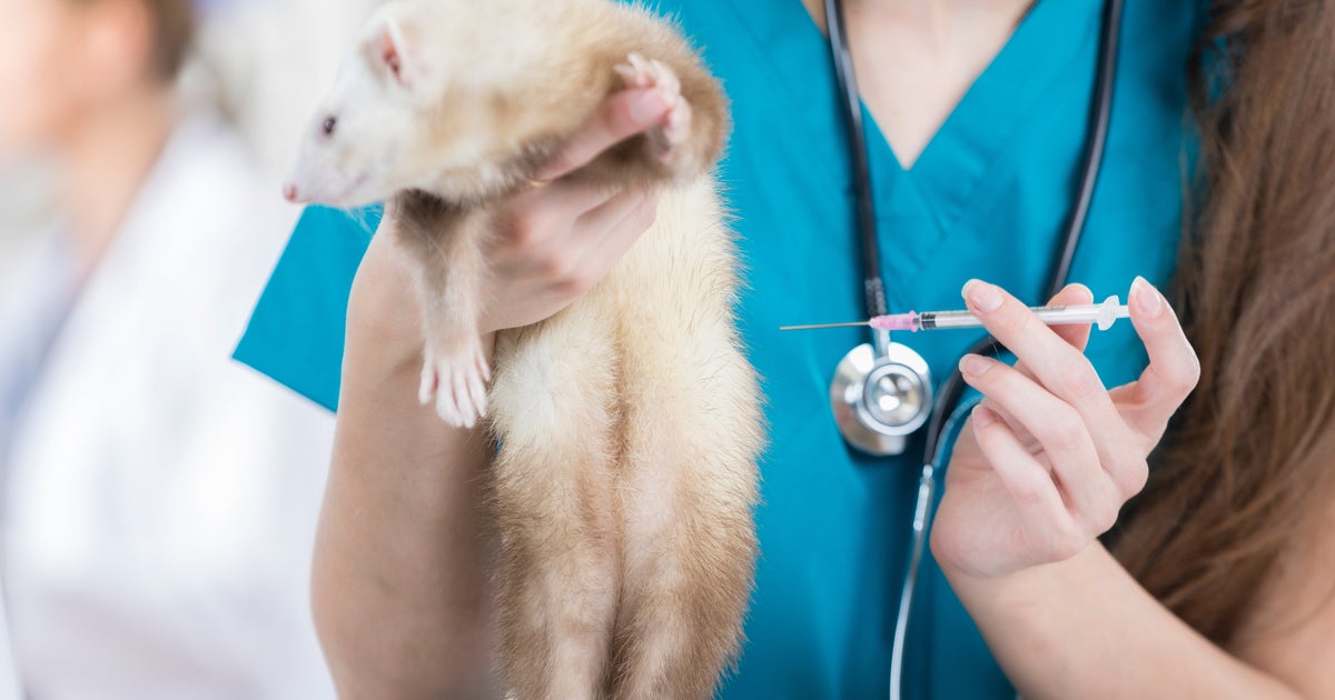 Vaccinare I Furetti E Non Solo E Fondamentale Contro Covid L Huffpost