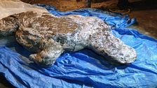 

    Well-Preserved Ice Age Woolly Rhino Found In Siberia

