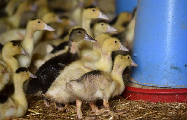 Quarante nouveaux foyers de grippe aviaire confirmés en France (Photo d'illustration d'un élevage de canards à Mugron dans le sud-ouest de la France, le 29 décembre 2020 par GAIZKA IROZ/AFP via Getty Images)