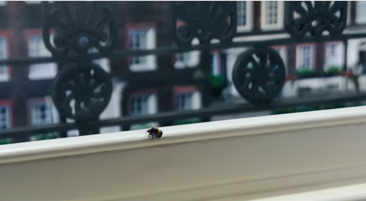La abeja de la última escena del final de 'Los Bridgerton' (Netflix).