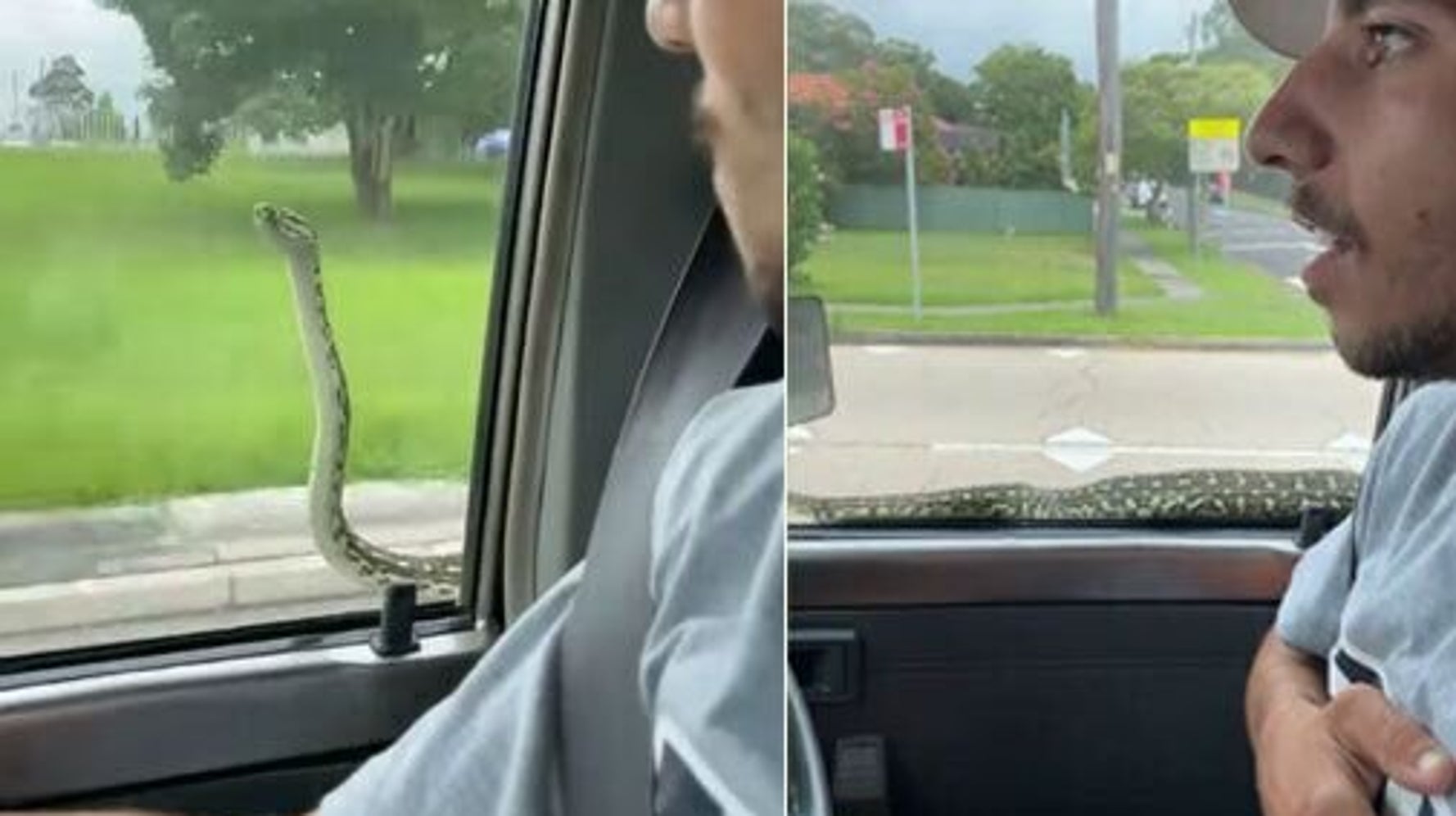 運転中に突然大きなヘビにのぞきこまれ ドライバービックリ仰天 だけどヘビも驚いたよ ハフポスト