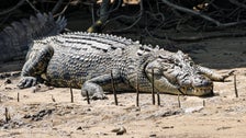 Naked Fugitive Rescued From Crocodile-Infested Mangroves By Fishermen 2 5ff5c2a826000089500c6726
