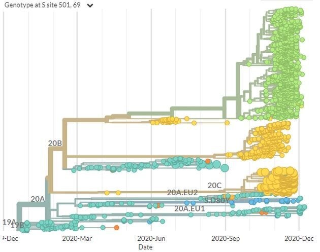 L'arbre phylogénétique du coronavirus Sars-Cov 2. En vert, la souche découverte en Angleterre. Les gros points jaunes, en bas du graphique, sont ceux relatifs à la souche découverte en Afrique du Sud.