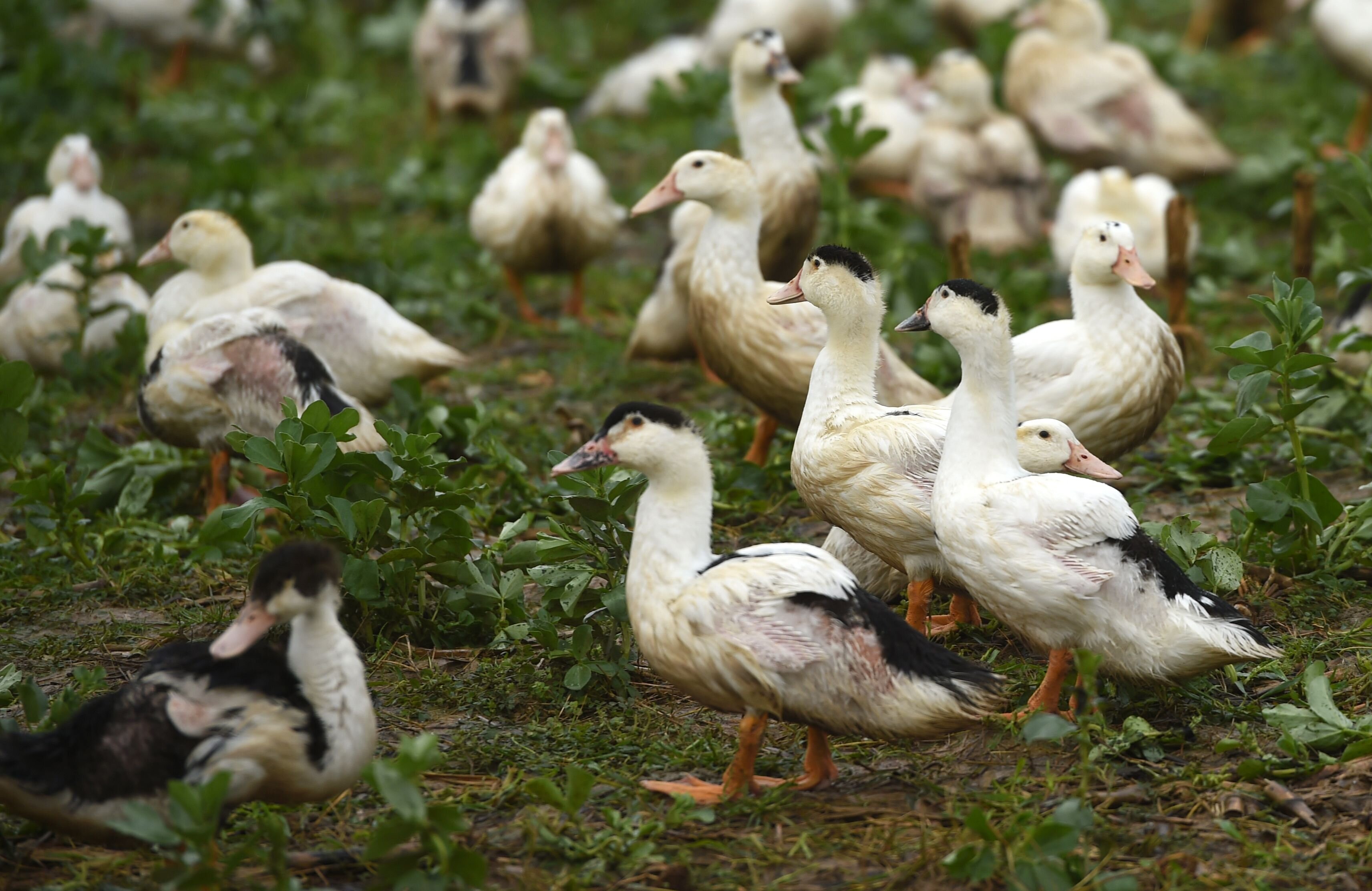 Grippe aviaire: vers des abattages massifs dans les foyers qui se multiplient