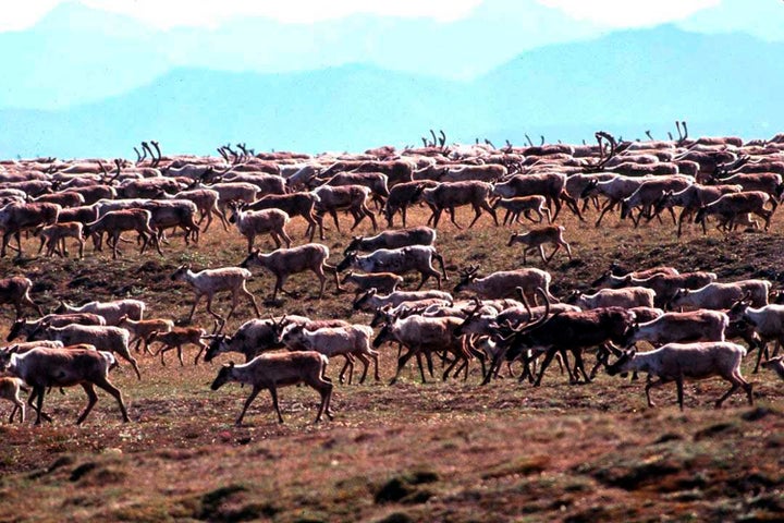 Caribou from the Porcupine Caribou Herd migrate onto the coastal plain of the Arctic National Wildlife Refuge in northeast Alaska. (U.S. Fish and Wildlife Service via AP, File)