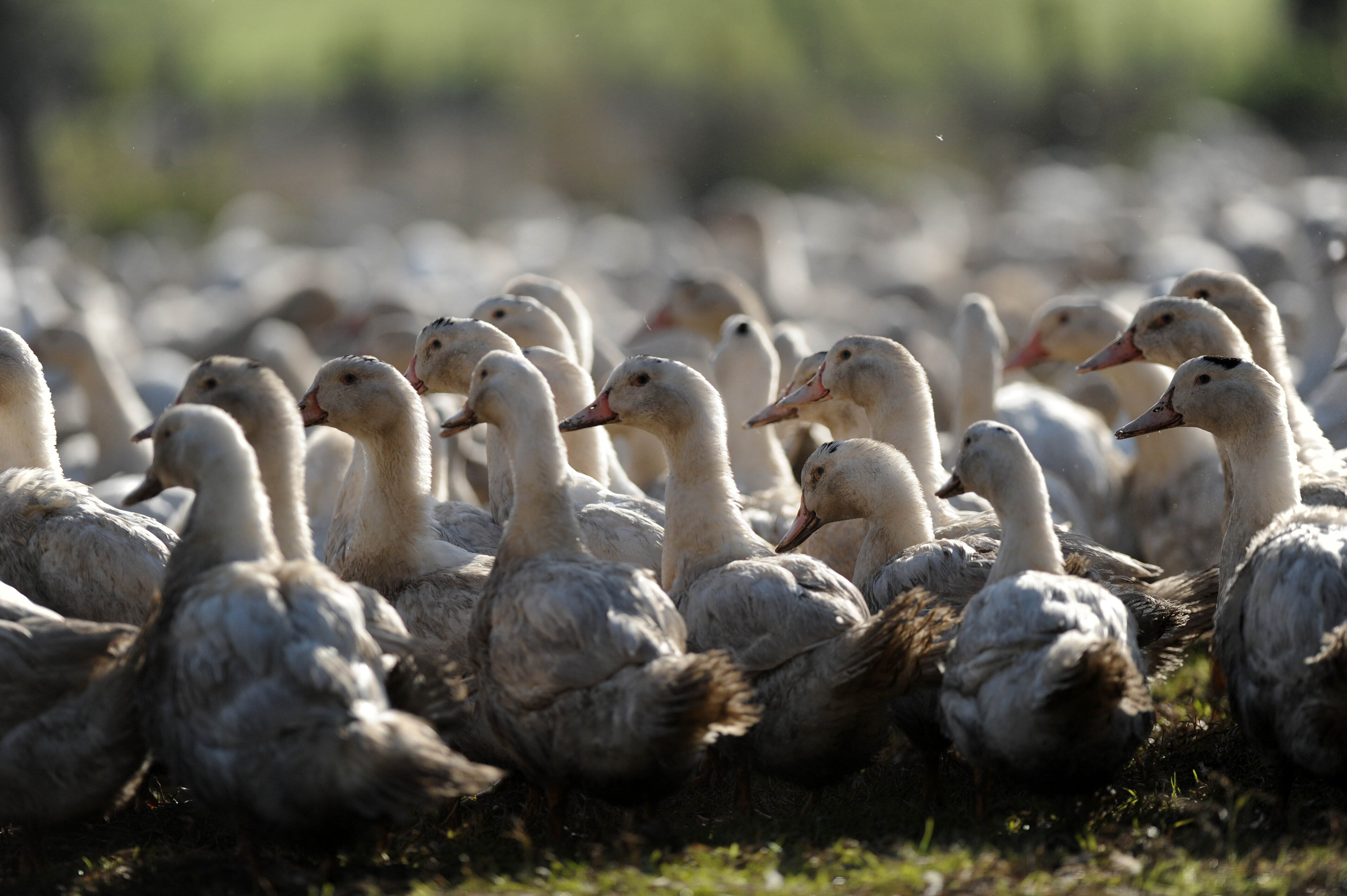 La France n'a officiellement plus de grippe aviaire