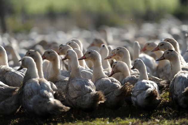 La France en a terminé avec la grippe aviaire.