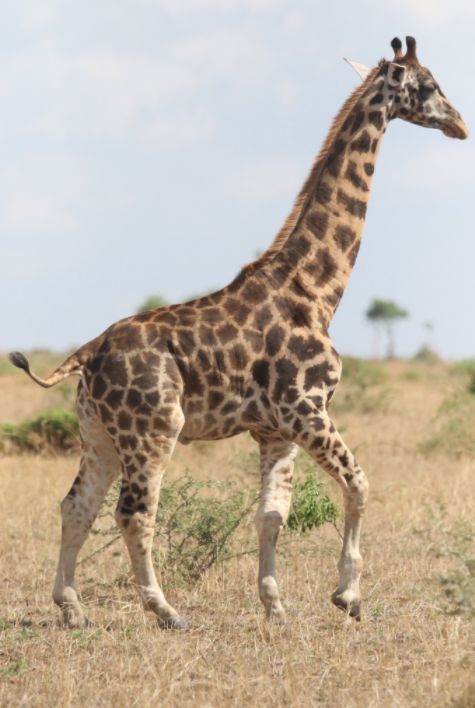 Deux girafes naines découvertes en Afrique étonnent les scientifiques