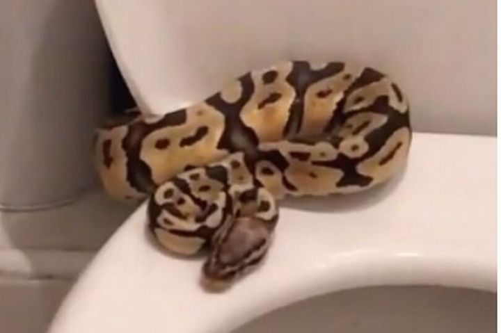 "We watched as it slithered onto the top of the toilet and sat on the seat just looking at us."