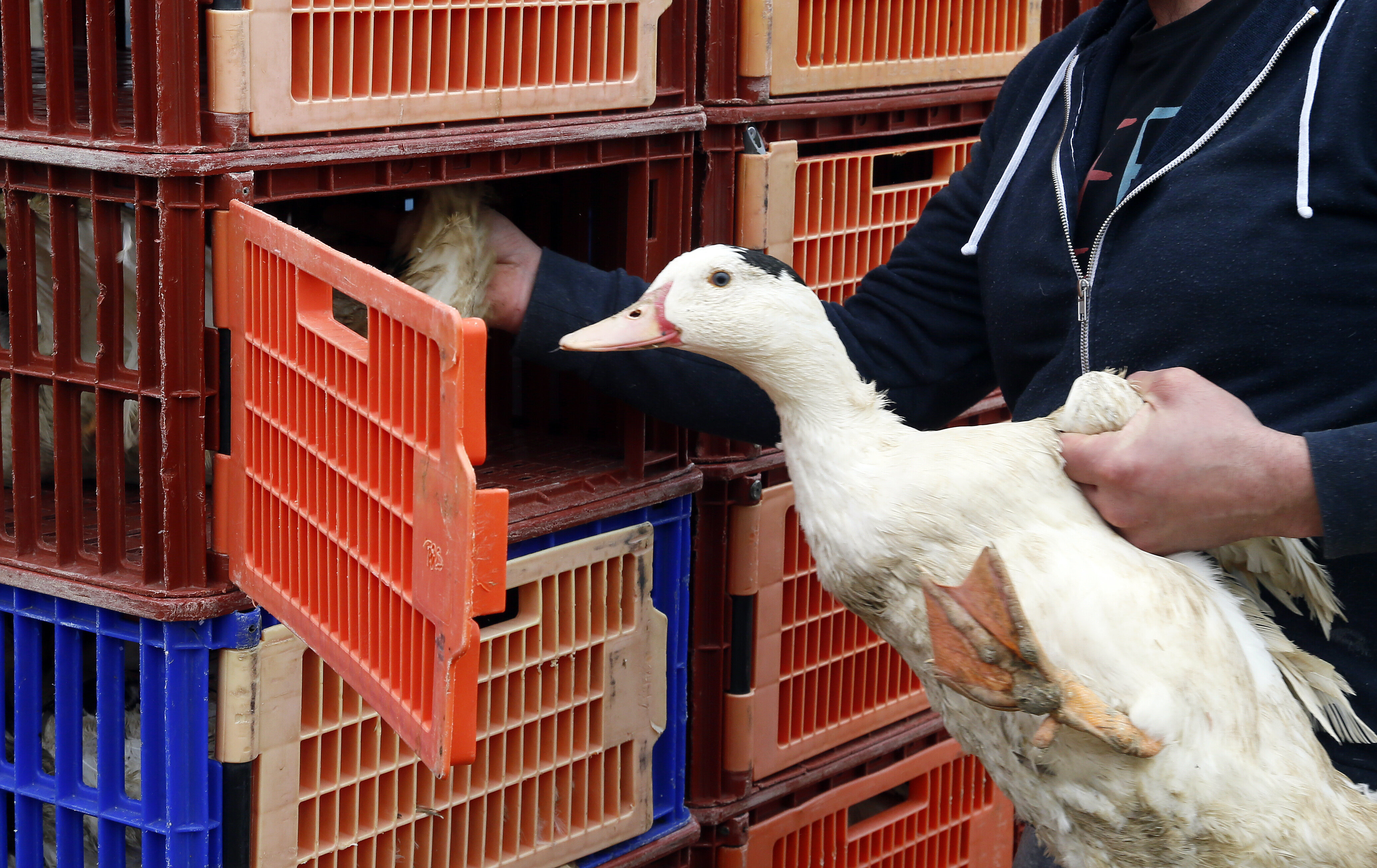 Grippe aviaire: l'abattage désormais autorisé dans 5 départements