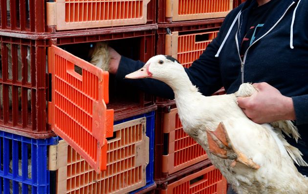 Un canard partant à l'abatage le 22 février 2017 à Saint Aubin dans le sud-ouest  (AP Photo/Bob Edme)