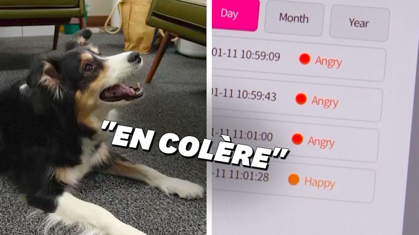 Traduire le langage et les aboiements de votre chien, c'est la promesse de cette start-up