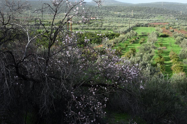 Ανθισμένη αμυγδαλιά 